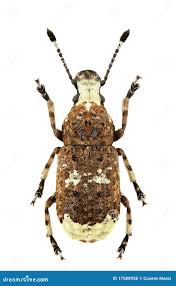 Attēlu rezultāti vaicājumam “Platystomos albinus”