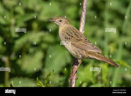 Image result for Locustella naevia