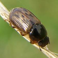Attēlu rezultāti vaicājumam “Aphodius subterraneus”