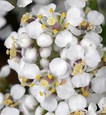 Attēlu rezultāti vaicājumam “Lepidium latifolium”