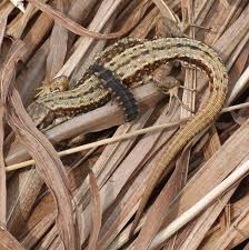 Attēlu rezultāti vaicājumam “Lacerta vivipara”