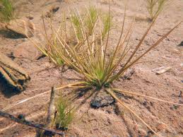 Attēlu rezultāti vaicājumam “Isoetes echinospora”