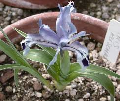 Attēlu rezultāti vaicājumam “Iris rosenbachiana flower”