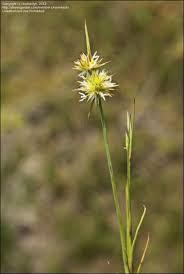 Attēlu rezultāti vaicājumam “Juncus capitatus”