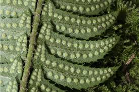 Attēlu rezultāti vaicājumam “Polystichum lonchitis”