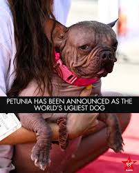 Image result for ugliest dog