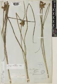 Attēlu rezultāti vaicājumam “Bolboschoenus maritimus”