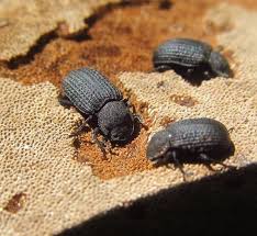 Attēlu rezultāti vaicājumam “Bolitophagus reticulatus”