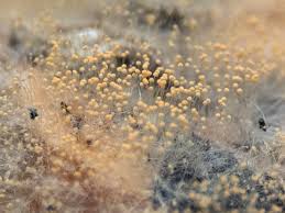 Attēlu rezultāti vaicājumam “Didymium spongiosum spores”