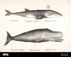 Image result for Balaenoptera physalus