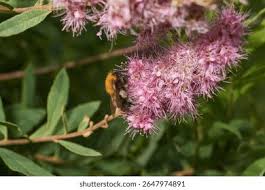 Attēlu rezultāti vaicājumam “Spiraea salicifolia flower”
