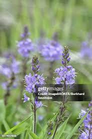Image result for Veronica officinalis