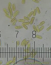 Attēlu rezultāti vaicājumam “Hydnocristella himantia”