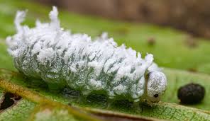Attēlu rezultāti vaicājumam “Eriocampa ovata larva”