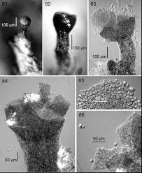 Attēlu rezultāti vaicājumam “Physarum bryocorticola sessile”