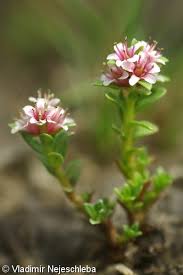 Attēlu rezultāti vaicājumam “Glaux maritima flower”