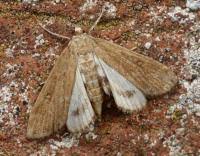 Attēlu rezultāti vaicājumam “Parapoynx stratiotata female”