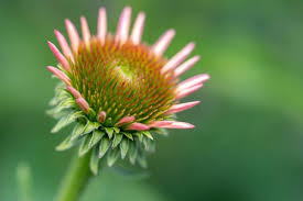 Attēlu rezultāti vaicājumam “Echinacea purpurea bud”