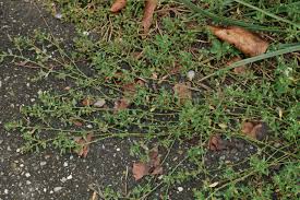 Attēlu rezultāti vaicājumam “Polygonum aviculare”