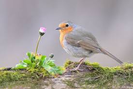Attēlu rezultāti vaicājumam “Erithacus rubecula nest”