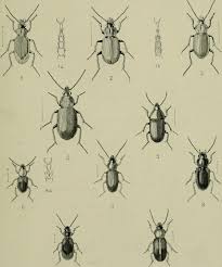 Attēlu rezultāti vaicājumam “Acupalpus flavicollis”