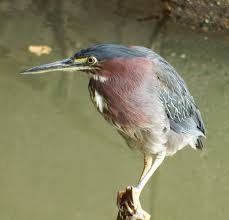 Image result for heron