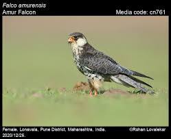Image result for Falco amurensis