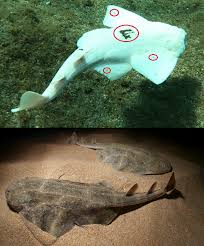 Image result for Squatina squatina