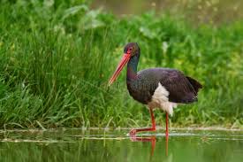 Attēlu rezultāti vaicājumam “Ciconia nigra adult”