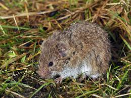 Attēlu rezultāti vaicājumam “Microtus agrestis”