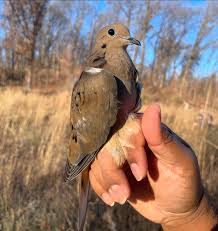 Image result for Zenaida macroura