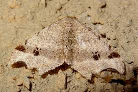 Attēlu rezultāti vaicājumam “Macaria alternata”