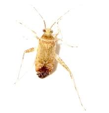 Attēlu rezultāti vaicājumam “Phytocoris sp.”