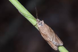 Attēlu rezultāti vaicājumam “Diurnea lipsiella”