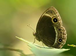 Attēlu rezultāti vaicājumam “Lopinga achine upperside”