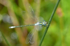 Attēlu rezultāti vaicājumam “Lestes dryas”