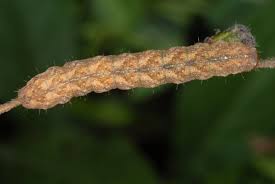 Attēlu rezultāti vaicājumam “Polia nebulosa”