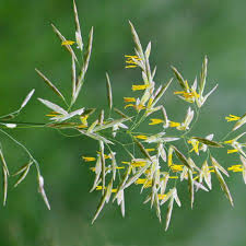 Attēlu rezultāti vaicājumam “Bromopsis inermis leaf”