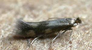 Attēlu rezultāti vaicājumam “Bucculatrix rhamniella”