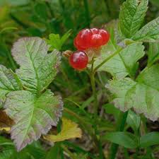 Attēlu rezultāti vaicājumam “Rubus saxatilis leaf”