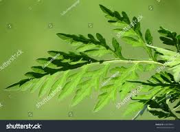 Attēlu rezultāti vaicājumam “Ambrosia artemisiifolia leaf”