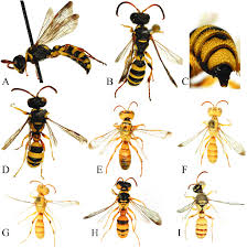 Attēlu rezultāti vaicājumam “Cerceris arenaria”