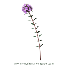 Attēlu rezultāti vaicājumam “Thymus serpyllum flower”