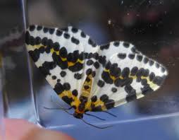 Attēlu rezultāti vaicājumam “Abraxas grossulariata imago”