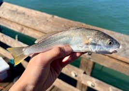 Image result for Menticirrhus littoralis