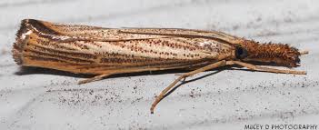 Attēlu rezultāti vaicājumam “Crambus”