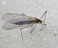 Attēlu rezultāti vaicājumam “Trichia flavicoma macro”