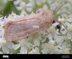 Attēlu rezultāti vaicājumam “Eriopygodes imbecilla”