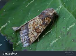 Attēlu rezultāti vaicājumam “Gortyna flavago”