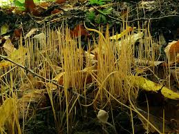 Attēlu rezultāti vaicājumam “Macrotyphula juncea”